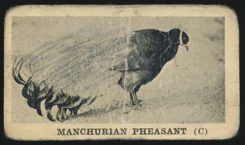 34 Manchurian Pheasant